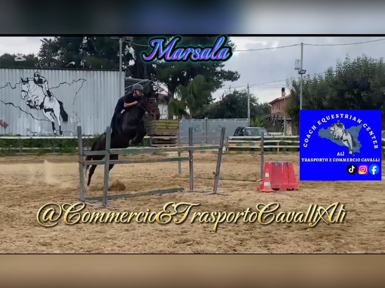 Belgisches Reitpony Mix Stute 7 Jahre 148 cm Brauner in SOLARINO