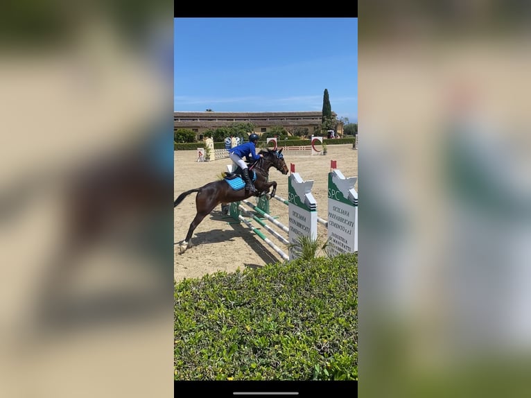 Belgisches Reitpony Mix Stute 7 Jahre 148 cm Brauner in SOLARINO