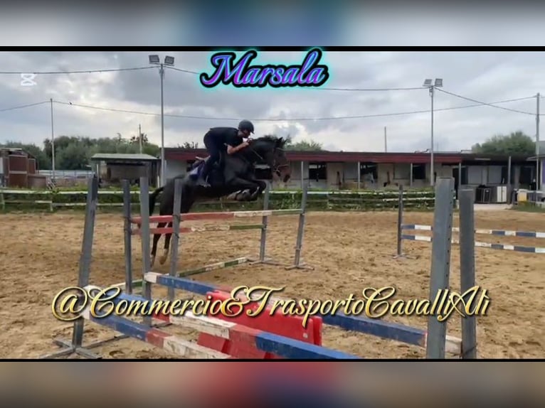 Belgisches Reitpony Mix Stute 7 Jahre 148 cm Brauner in SOLARINO