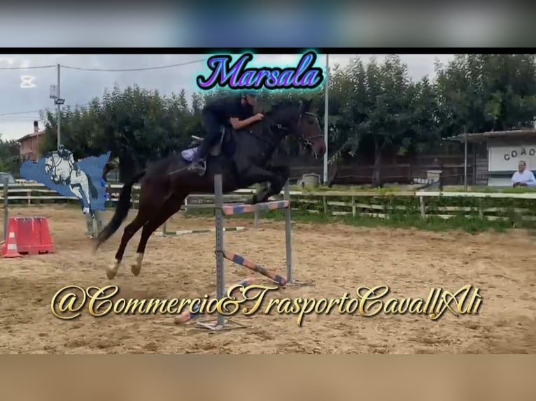 Belgisches Reitpony Mix Stute 7 Jahre 148 cm Brauner in SOLARINO