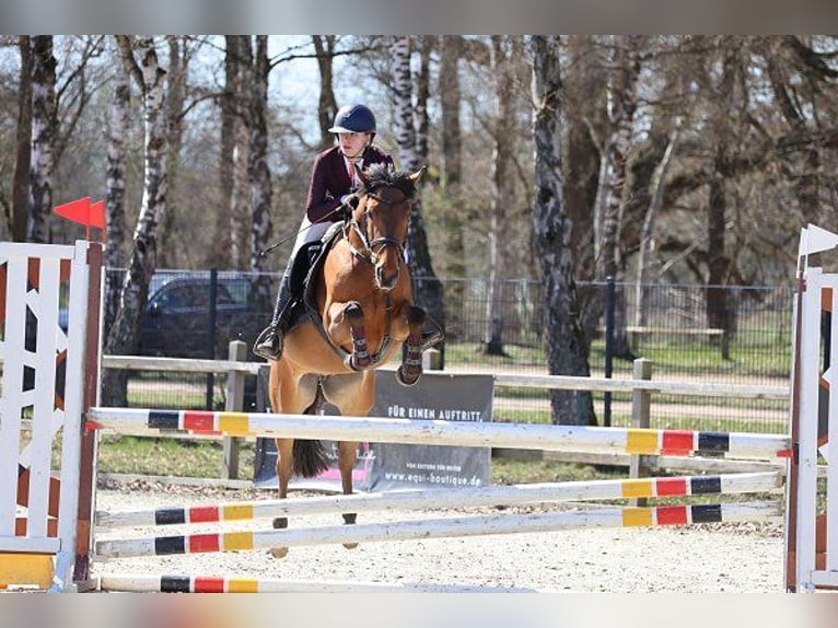 Belgisches Reitpony Stute 7 Jahre 148 cm Brauner in Verden (Aller)