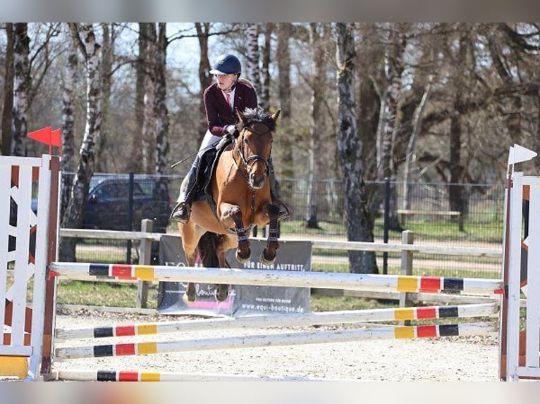 Belgisches Reitpony Stute 7 Jahre 148 cm Brauner in Verden (Aller)