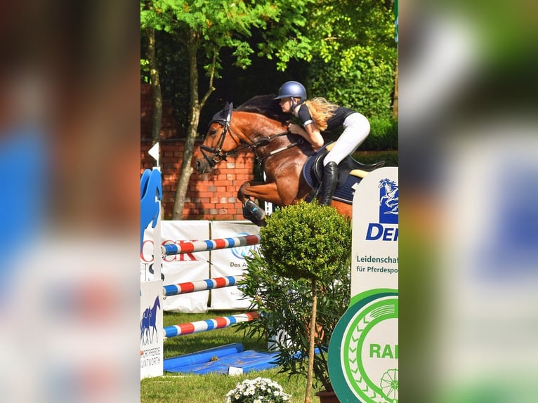 Belgisches Reitpony Stute 7 Jahre 148 cm Brauner in Verden (Aller)