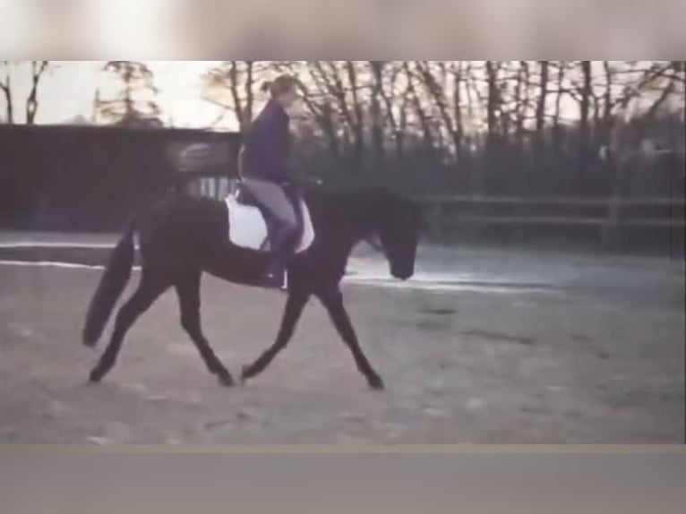 Belgisches Reitpony Stute 7 Jahre 148 cm Rappe in Liège