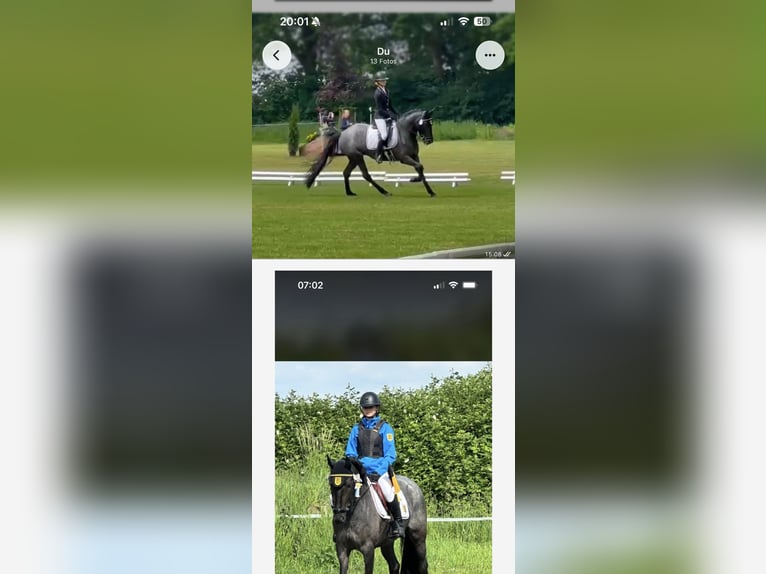 Belgisches Reitpony Stute 7 Jahre 148 cm Roan-Blue in Neulingen