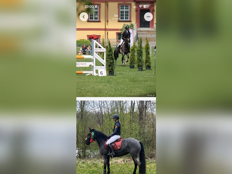 Belgisches Reitpony Stute 7 Jahre 148 cm Roan-Blue in Neulingen