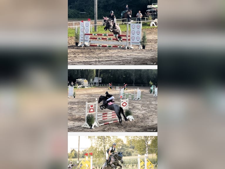 Belgisches Reitpony Stute 7 Jahre 148 cm Roan-Blue in Neulingen
