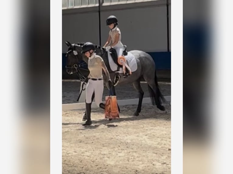 Belgisches Reitpony Stute 7 Jahre 148 cm Roan-Blue in Neulingen