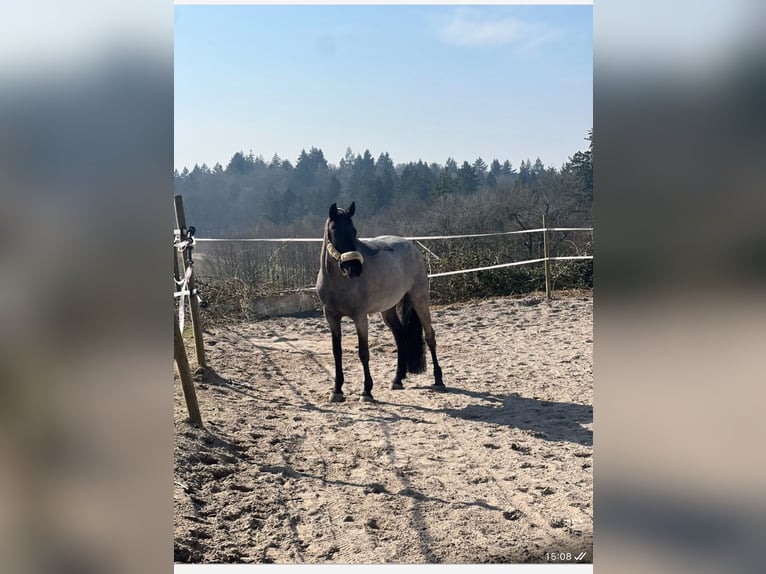 Belgisches Reitpony Stute 7 Jahre 148 cm Roan-Blue in Neulingen