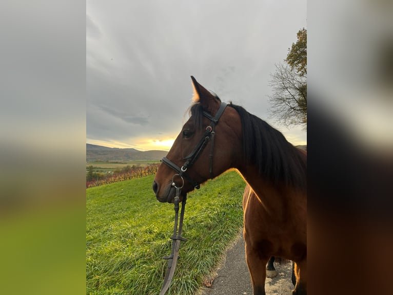 Belgisches Reitpony Stute 7 Jahre 150 cm Brauner in Biel-Benken BL