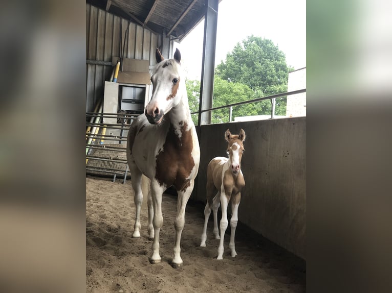 Belgisches Reitpony Mix Stute 8 Jahre 135 cm Overo-alle-Farben in Achel