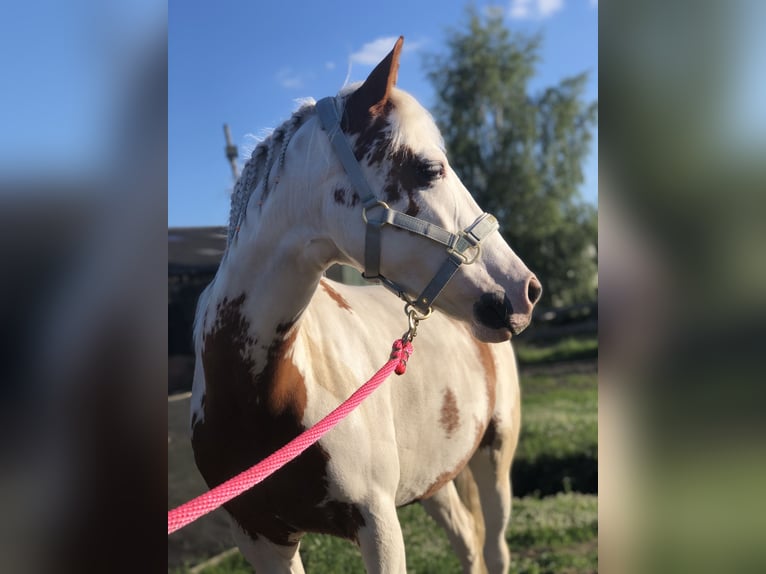 Belgisches Reitpony Mix Stute 8 Jahre 135 cm Overo-alle-Farben in Achel