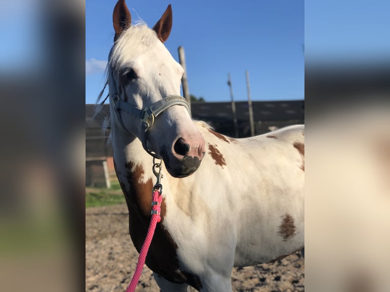 Belgisches Reitpony Mix Stute 8 Jahre 135 cm Overo-alle-Farben in Achel