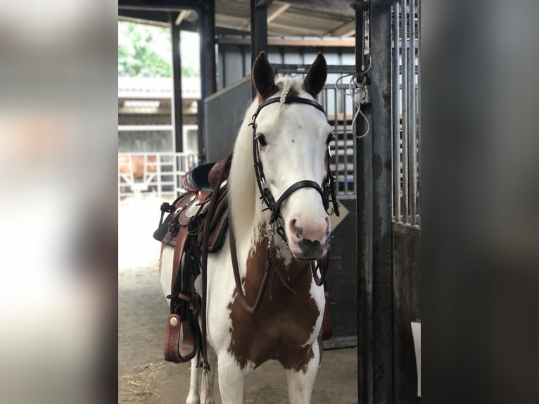 Belgisches Reitpony Mix Stute 8 Jahre 135 cm Overo-alle-Farben in Achel