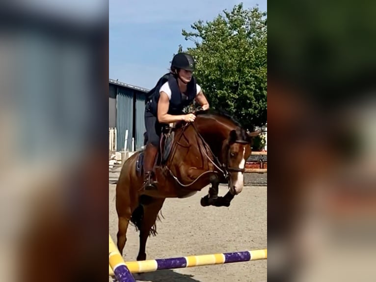 Belgisches Reitpony Stute 8 Jahre 145 cm Brauner in Liege