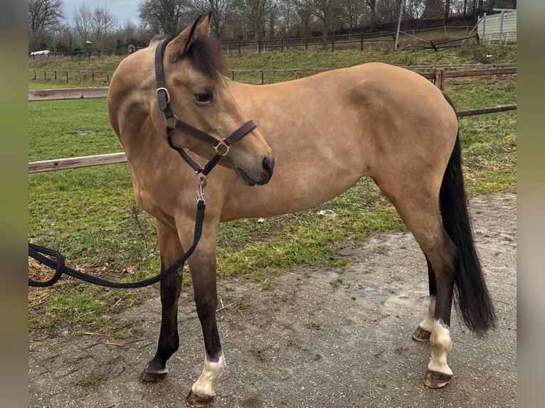 Belgisches Reitpony Stute 8 Jahre 147 cm Buckskin in Nuth