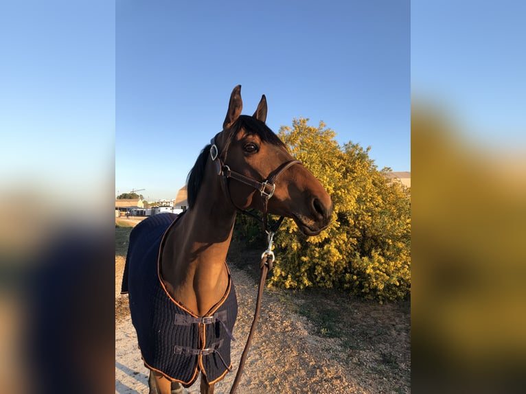 Belgisches Reitpony Stute 8 Jahre 155 cm Dunkelbrauner in ZoldeR