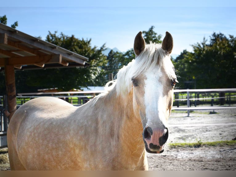 Belgisches Reitpony Stute 9 Jahre 134 cm Palomino in Reutte Belgisches Reitpony Stute 9 Jahre 134 cm Palomino in Reutte