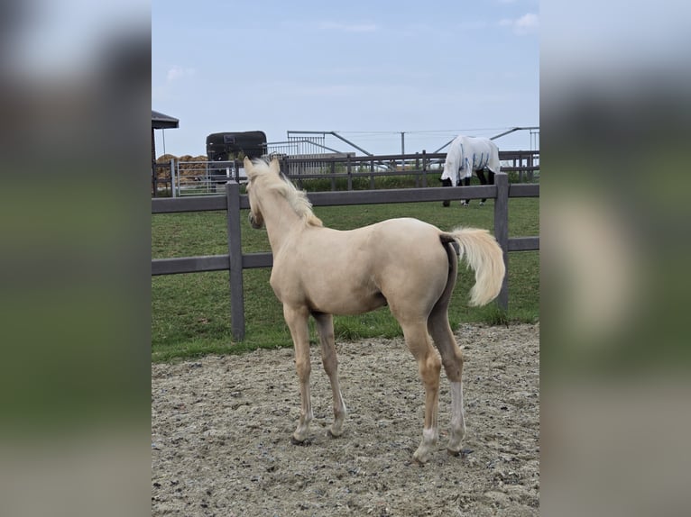 Belgisches Reitpony Stute Fohlen (03/2026) 147 cm Palomino in Poperinge