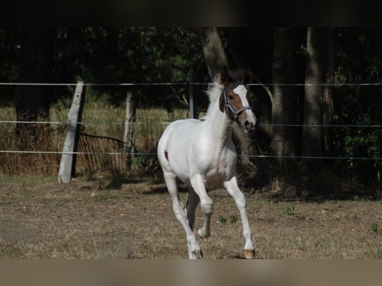 Belgisches Reitpony Stute Fohlen (05/2025) 148 cm Schecke in Zutendaal