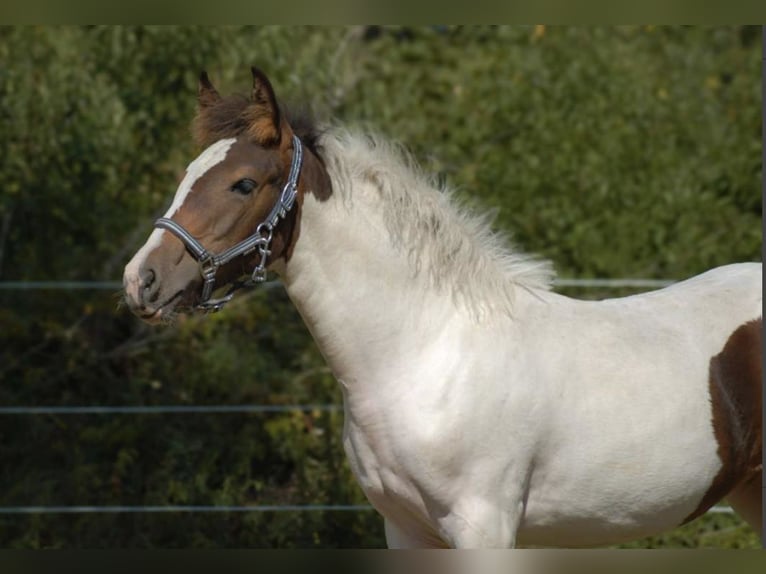 Belgisches Reitpony Stute Fohlen (05/2025) 148 cm Schecke in Zutendaal