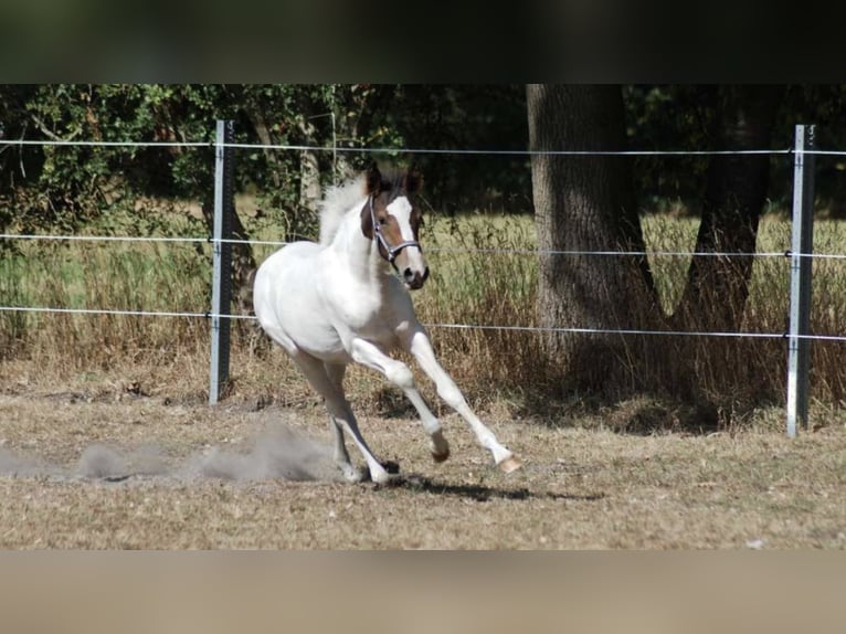 Belgisches Reitpony Stute Fohlen (05/2025) 148 cm Schecke in Zutendaal