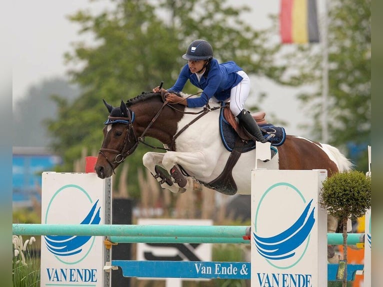 Belgisches Reitpony Stute Fohlen (05/2025) 148 cm Schecke in Zutendaal