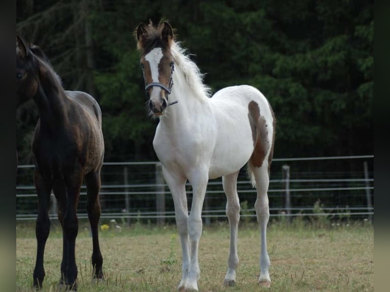 Belgisches Reitpony Stute Fohlen (05/2025) 148 cm Schecke in Zutendaal