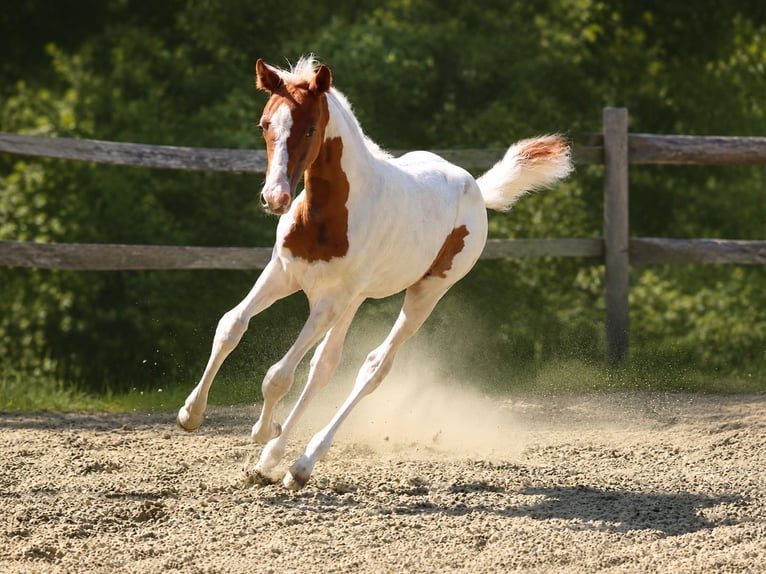Belgisches Reitpony Stute Fohlen (04/2026) 148 cm Tobiano-alle-Farben in Aartrijke