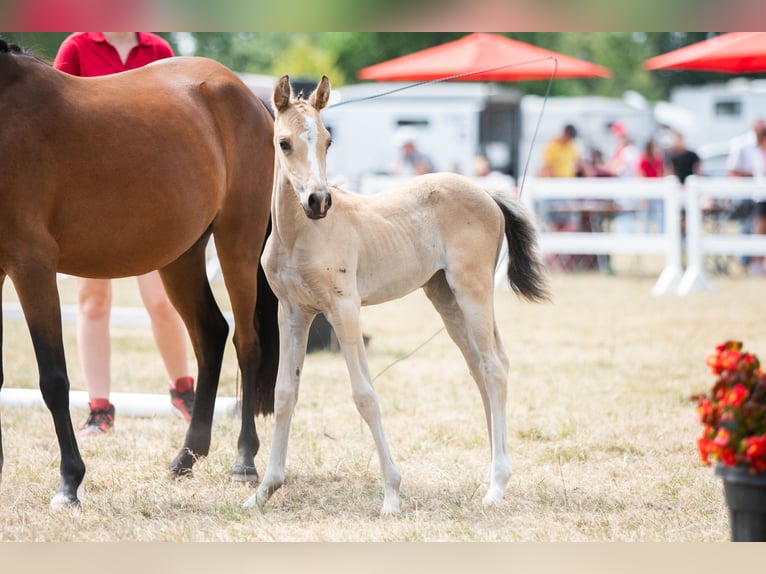 Belgisches Reitpony Stute Fohlen (06/2025) Falbe in GROTE-BROGEL