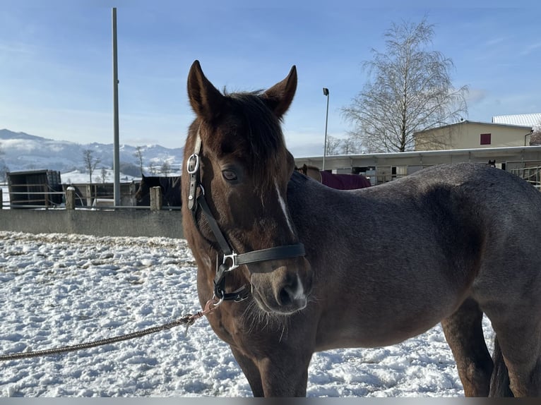 Belgisches Reitpony Wallach 10 Jahre 149 cm Braunfalbschimmel in Tuggen