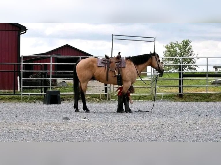 Belgisches Reitpony Wallach 10 Jahre 150 cm Buckskin in Houston