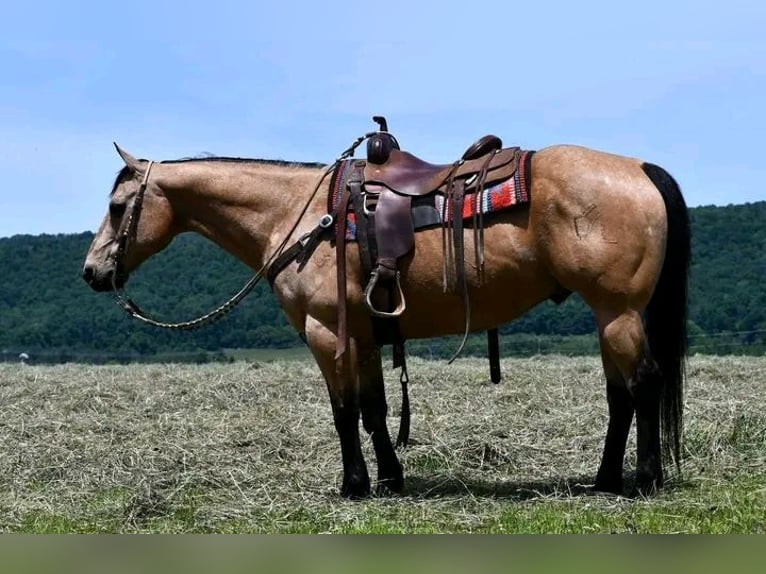 Belgisches Reitpony Wallach 10 Jahre 150 cm Buckskin in Houston