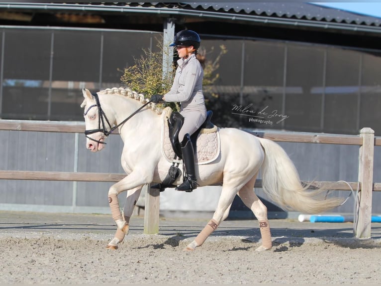Belgisches Reitpony Wallach 11 Jahre 140 cm Cremello in Noceto