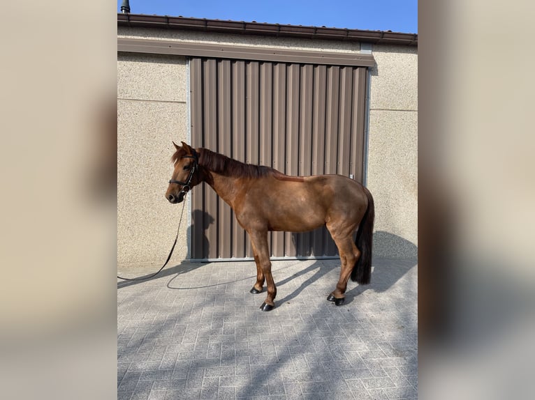Belgisches Reitpony Wallach 11 Jahre 148 cm Fuchs in Wuustwezel