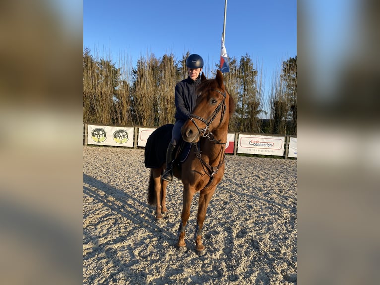 Belgisches Reitpony Wallach 11 Jahre 148 cm Fuchs in Wuustwezel