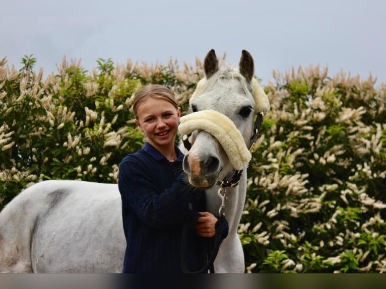 Belgisches Reitpony Wallach 12 Jahre 127 cm Schimmel in Heusden zolder