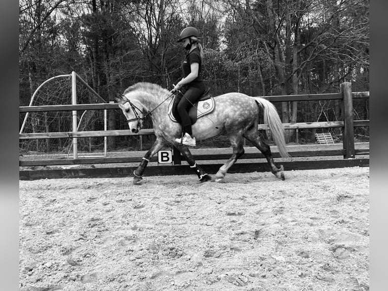 Belgisches Reitpony Wallach 12 Jahre 127 cm Schimmel in Heusden zolder
