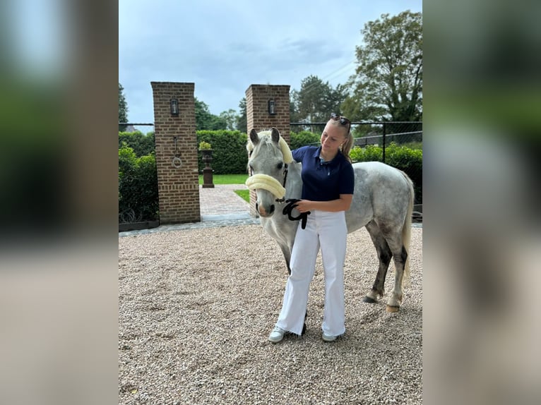 Belgisches Reitpony Wallach 12 Jahre 127 cm Schimmel in Heusden zolder