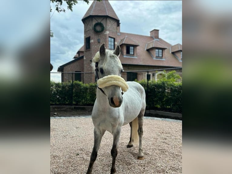 Belgisches Reitpony Wallach 12 Jahre 127 cm Schimmel in Heusden zolder