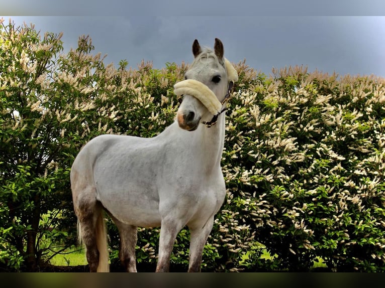 Belgisches Reitpony Wallach 12 Jahre 127 cm Schimmel in Heusden zolder