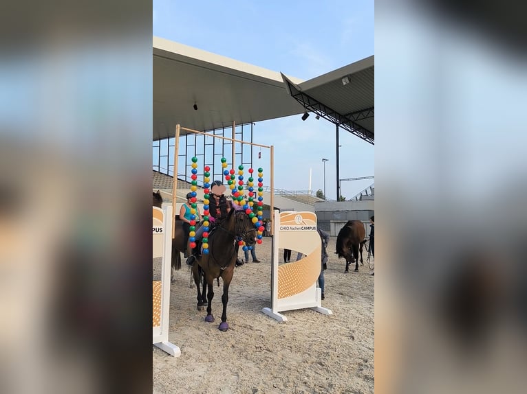 Belgisches Reitpony Mix Wallach 12 Jahre 151 cm Brauner in Kerpen
