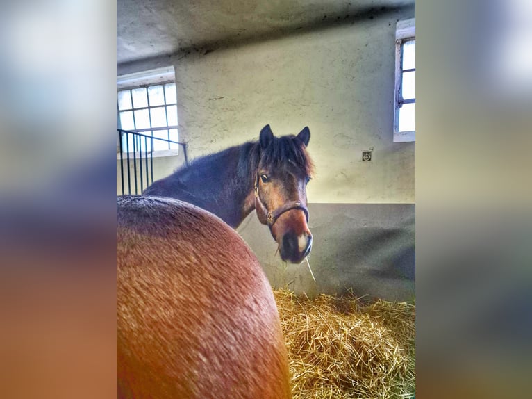 Belgisches Reitpony Mix Wallach 12 Jahre 151 cm Brauner in Kerpen