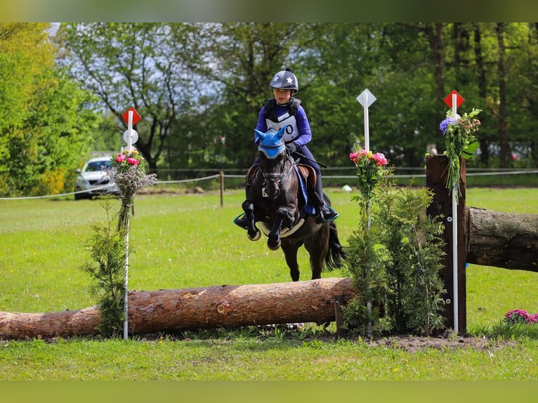 Belgisches Reitpony Wallach 13 Jahre 128 cm Rappe in Wuustwezel