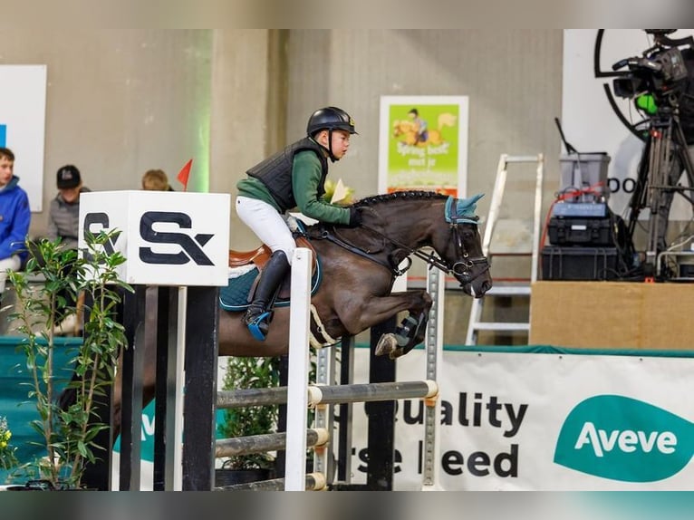 Belgisches Reitpony Wallach 13 Jahre 128 cm Rappe in Wuustwezel