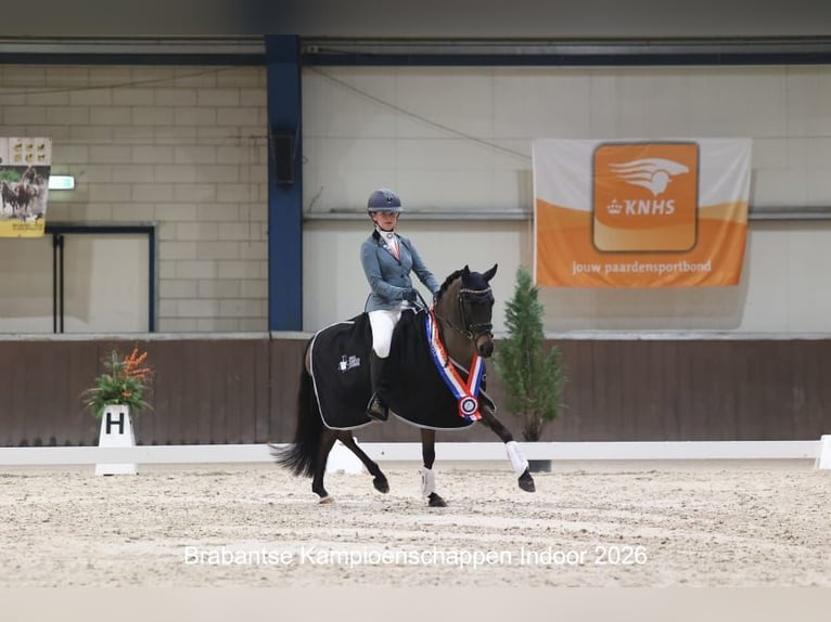 Belgisches Reitpony Wallach 13 Jahre 135 cm Dunkelbrauner in Heusden