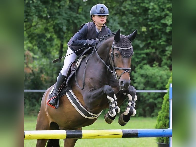 Belgisches Reitpony Wallach 13 Jahre 148 cm Dunkelbrauner in Markt Rettenbach