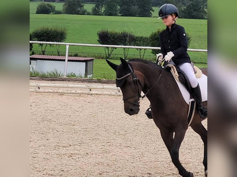Belgisches Reitpony Wallach 13 Jahre 148 cm Dunkelbrauner in Markt Rettenbach