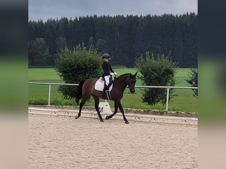 Belgisches Reitpony Wallach 13 Jahre 148 cm Dunkelbrauner in Markt Rettenbach