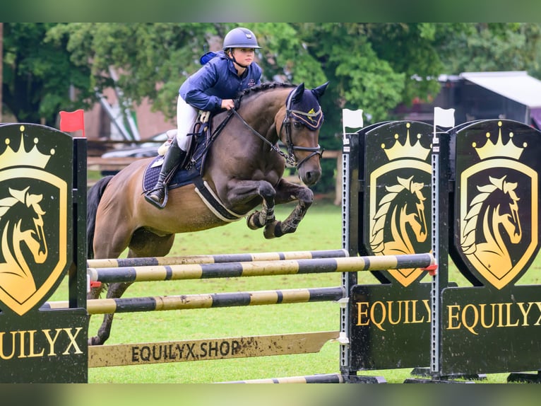 Belgisches Reitpony Wallach 13 Jahre 148 cm Dunkelbrauner in Markt Rettenbach